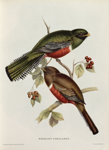 Trogon Collaris من "الطيور الاستوائية" ، القرن التاسع عشر (ليثو ملون)