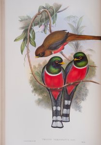 Trogon Personatus ، لوحة من طيور بريطانيا العظمى جون جولد ، تم نشرها 1862-1873 (ليثو ملون باليد) بواسطة جون جولد