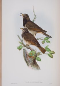 Turdis Atrogularis ، لوحة من طيور بريطانيا العظمى من قبل جون جولد ، نشرت 1862-1873 (ليثو ملون باليد) بواسطة جون جولد