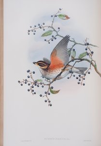 Turdus Illacus ، لوحة من طيور بريطانيا العظمى جون جولد ، نشرت 1862-1873 (ليثو ملون باليد) بواسطة جون جولد