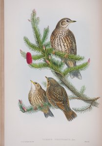 Turdus Viscivorus ، لوحة من طيور بريطانيا العظمى بواسطة جون جولد ، تم نشرها 1862-1873 (ليثو ملون يدويًا) بواسطة جون جولد