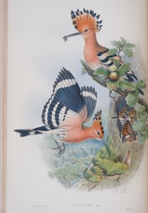 Upupa Epops ، لوحة من طيور بريطانيا العظمى جون جولد ، تم نشرها 1862-1873 (ليثو ملون يدويًا) بواسطة جون جولد