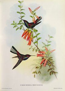 Urochroa Bougieri بواسطة جون جولد