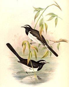 الذعرة البيضاء (الذعرة الكبيرة) Motacilla maderaspatensis Gmelin بواسطة جون جولد