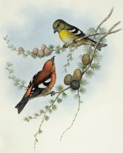 المنقار أبيض الأجنحة (Loxia leucoptera) ، نقش بواسطة جون جولد بواسطة جون جولد