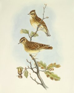 قبرة الخشب (Lullula arborea) ، نقش بواسطة جون جولد بواسطة جون جولد