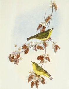 نقش الخشب (Phylloscopus sibilatrix) ، نقش بواسطة جون جولد بواسطة جون جولد