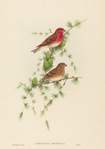 Carpodacus erythrinus (عصفور الورد الشائع)