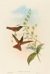 Diphogena aurora (قوس قزح جولد)