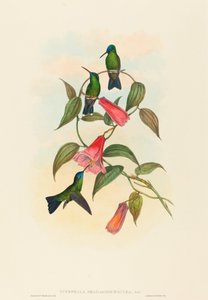 Eucephala smaragdocaerulea (حورية وود جولد)