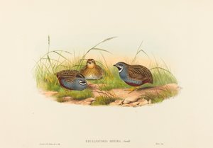 Excalftoria minima (سمان أزرق الصدر)