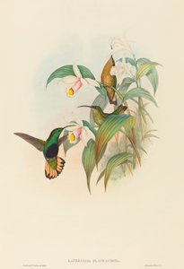 Lafresnaya flavicaudata (صدر مخملي ذو ذيل برتقالي)