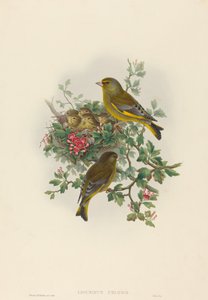 Ligurinus chloris (الحسون الأخضر)