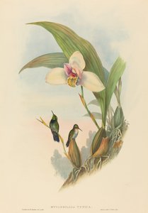 Myiabeillia typica (طائر Abeille's Hummingbird)