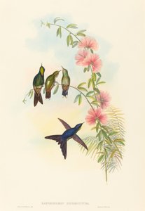 Ramphomicron microrhyncha (Thornbill صغير الفاتورة)