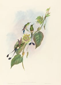 Spathura underwoodi (ذيل مضرب أبيض القدمين)