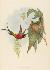 توباز بيرا (فيري توباز)