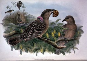 Chlamydera Orientalis (لون ليثو) بواسطة جون وهارت وليام جولد