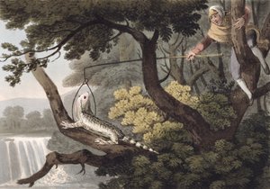 المكسيكي السحلية الماسك ، منقوش من قبل ماثيو دوبورج (fl.1785-1820) ، نشره إدوارد أورم ، 1813 بواسطة جون هيفيسايد كلارك