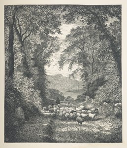 اللوحة 4. الأغنام يقودها الراعي على طول الطريق.  صور الطبيعة. سلسلة من ثلاثين رسمًا إيضاحيًا أصليًا رسمها جيه إتش ديل ونقشها آر. باترسون.  جون هنري ديل