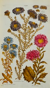 أستر ، 1759-73 بواسطة جون هيل