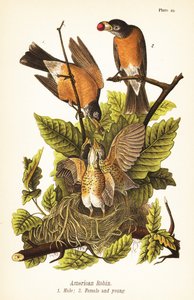 روبن أمريكي ، Turdus migratorius ، ذكر 1 ، أنثى 2 وصغار في العش