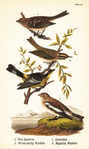 عصفور الشجرة الأمريكي ، Spizelloides arborea 1 ، ندفة الثلج أو الرايات الثلجية ، Plectrophenax nivalis 2 ، نقشارة آكلة الديدان ، Helmitheros vermivorum 3 ، ونقشة ماغنوليا ، Setophaga magnolia 4 بواسطة جون جيمس (بعد) أودوبون