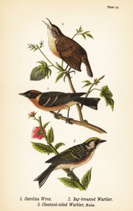 Carolina wren ، Thryothorus ludovicianus 1 ، الدخلة ذات الصدر الكبير ، Setophaga castanea 2 ، الدخلة على جانب الكستناء ، Setophaga pensylvanica 3