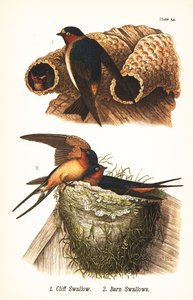 Cliff swallow, Petrochelidon pyrrhonota 1, and barn swallow, Hirundo rustica 2 بواسطة جون جيمس (بعد) أودوبون