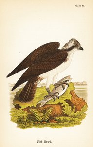 صقر السمك أو العقاب ، Pandion haliaetus