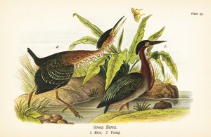 مالك الحزين الأخضر ، Butorides virescens ، ذكر 1 ، صغير 2 بواسطة جون جيمس (بعد) أودوبون