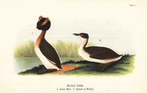 grebe ذو القرون ، Podiceps auritus ، ذكر بالغ 1 ، وأنثى في ريش الشتاء بواسطة جون جيمس (بعد) أودوبون