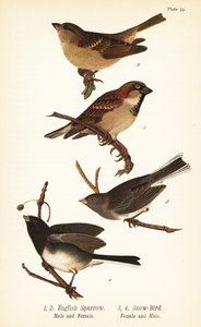 عصفور البيت ، Passer localus ، و junco ذو العيون الداكنة ، Junco hyemalis