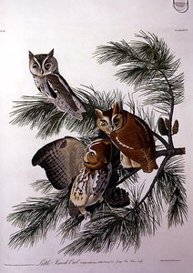البومة الصراخية الصغيرة ، من "طيور أمريكا" ، نقشها روبرت هافيل (1793-1878) (نقش ملون) بواسطة جون جيمس (بعد) أودوبون