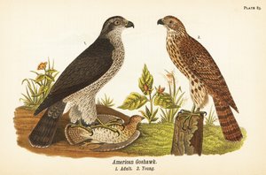 Northern goshawk, Accipiter gentilis, American goshawk, adult with prey 1, young 2