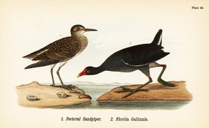 عصبي الرمل الصدري ، Calidris melanotos 1 ، و gallinule المشترك ، Gallinula galeata 2 بواسطة جون جيمس (بعد) أودوبون