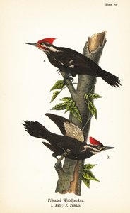 نقار الخشب المطبوخ ، Dryocopus Pileatus ، ذكر 1 ، أنثى 2 بواسطة جون جيمس (بعد) أودوبون