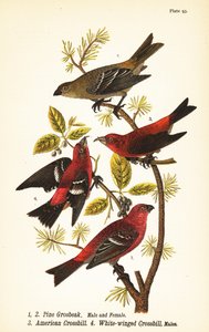 الصنوبر grosbeak ، Pinicola enucleator ، ذكر 1 ، أنثى 2 ، American crossbill أو red crossbill ، Loxia Curvirostra 3 ، عارض أبيض الجناحين ، Loxia leucoptera 4 ، ذكور بواسطة جون جيمس (بعد) أودوبون