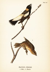 طائر القصب أو bobolink ، Dolichonyx oryzivorus ، ذكر 1 ، أنثى 2 بواسطة جون جيمس (بعد) أودوبون