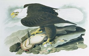 النسر أصلع الرأس من "طيور أمريكا" ، نقش ر. هافيل ، 1829 (نقش ملون) بواسطة جون جيمس (بعد) أودوبون