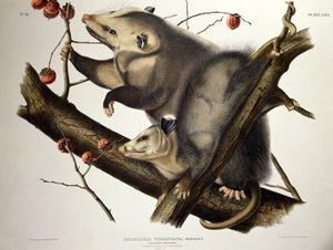 أبوسوم فيرجين ، من "Quadrupeds of America" ، نقش بواسطة John T. Bowen (1801-c.56) 1845 (نقش ملون) بواسطة جون جيمس (بعد) أودوبون