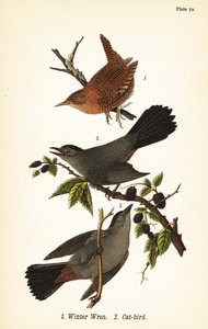 نمنمة الشتاء ، Troglodytes hiemalis 1 ، والطائر الرمادي ، Dumetella carolinensis cat-bird 2 بواسطة جون جيمس (بعد) أودوبون