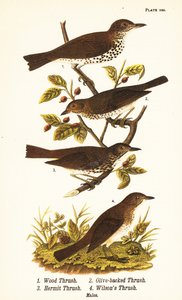 سلاق الخشب ، Hylocichia mustelina 1 ، مرض سواينسون ، Catharus ustulatus 2 ، القلاع المدعوم بالزيتون أو القلاع الناسك ، Catharus guttatus 3 ، القلاع الأسمر أو مرض ويلسون ، Catharus fuscescens 4 بواسطة جون جيمس (بعد) أودوبون