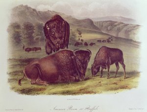 البيسون الأمريكي أو الجاموس ، من "رباعيات أمريكا الشمالية" ، 1842-1845 بواسطة جون جيمس أودوبون