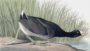 American Coot ، فوليكا أمريكانا ، من "طيور أمريكا" بقلم جون ج. أودوبون ، حانة. 1827-38 بواسطة جون جيمس أودوبون