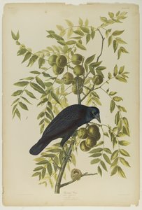 American Crow ، طبعها Julien Bien ونشرتها Roe Lockwood & Son ، 1861 (chromolithograph) بواسطة جون جيمس أودوبون
