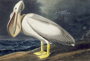 البجع الأمريكي الأبيض ، Pelecanus Erythrorhynchos ، من "طيور أمريكا" بقلم جون ج. أودوبون ، حانة. 1827-38 بواسطة جون جيمس أودوبون