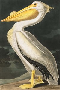 البجع الأمريكي الأبيض ، Pelecanus Erythrorhynchos ، من "طيور أمريكا" بقلم جون ج. أودوبون ، حانة. 1827-38 بواسطة جون جيمس أودوبون
