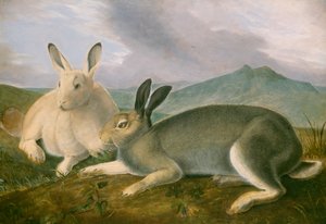 Arctic Hare ، c.1841 (قلم وحبر أسود مع ألوان مائية وطلاء زيت على ورق) بواسطة جون جيمس أودوبون