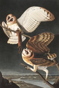 بارن أول ، تيتو ألبا ، من "طيور أمريكا" لجون أودوبون ، حانة. 1827-38 بواسطة جون جيمس أودوبون